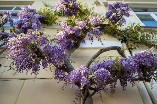 Красива Запашна Вістерія Фіолетовими Квітами Фасаді Будівлі Весняний День Квітуча — стокове фото