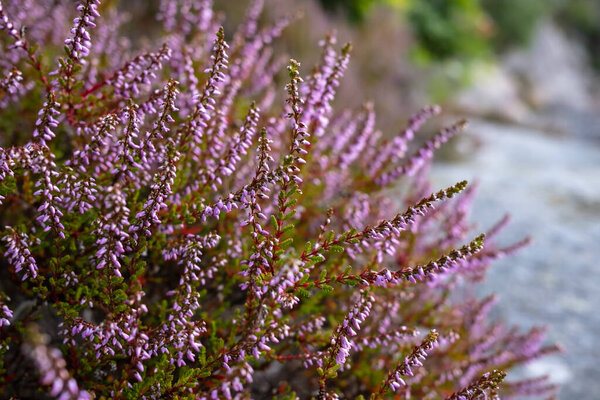 Calluna vulgaris в фиолетовом, на размытом фоне. Цветет обычная ель, на свежем воздухе.