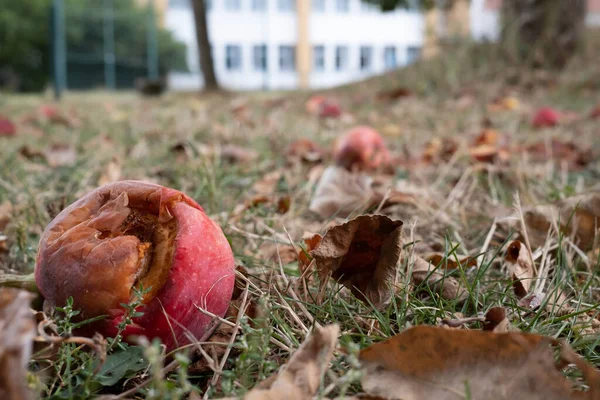 Fallen rotten apple in the grass, against the background of the building. Bottom view.