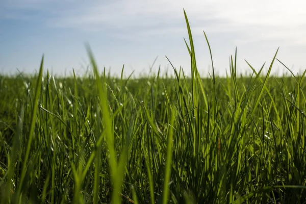 Łąka Zieloną Trawą Tle Błękitnego Nieba Słoneczny Dzień Widok Dolny — Zdjęcie stockowe
