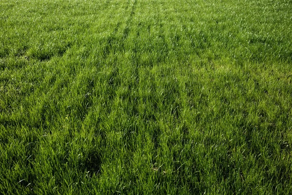 夏の日に緑の草で牧草地 新鮮なジューシーな家畜の飼料でフィールド — ストック写真