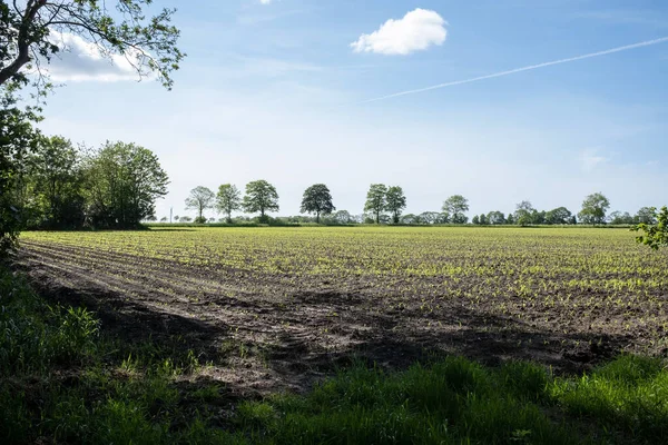 農業の風景 夏の日に青い空に向かって発芽した植物の畑 — ストック写真