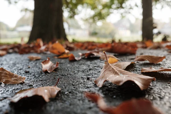 Trockenes Laub Liegt Einem Herbstmorgen Einem Park Auf Einem Nassen — Stockfoto