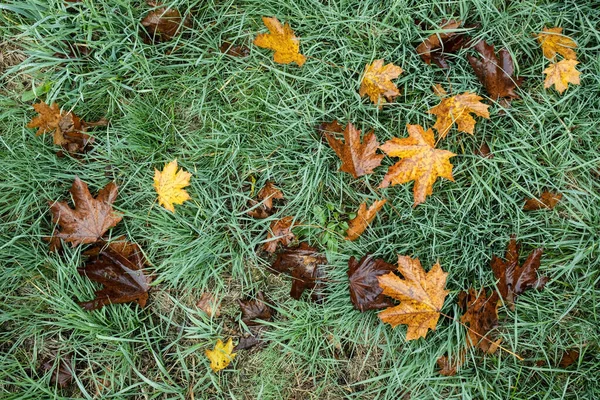 Abgefallene Ahornblätter Liegen Einem Herbstmorgen Auf Grünem Gras Nass Vom — Stockfoto