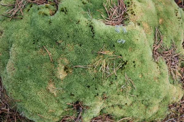 Musgo Verde Con Agujas Pino Secas Caídas Flatley Primer Plano — Foto de Stock