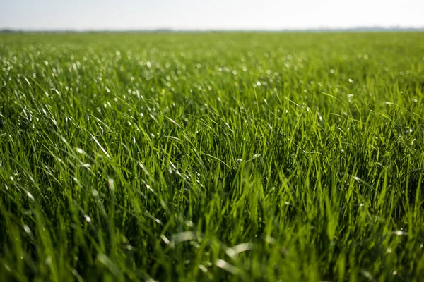 草原の緑の草 夏の晴れた日に — ストック写真