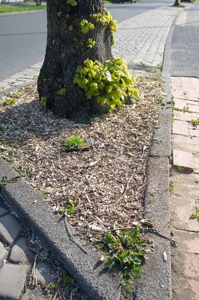 Şehir Sokaklarında Peyzaj Taş Kaldırım Ağaç Gövdesi Detayları Yakın Plan — Stok fotoğraf