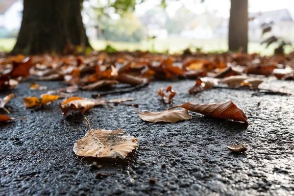 Trockenes Laub Liegt Einem Herbstmorgen Einem Park Auf Einem Nassen — Stockfoto