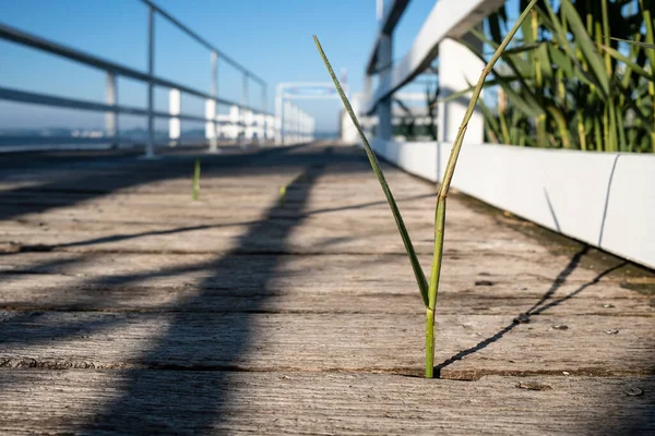 Grünpflanzen Sprießen Durch Eine Alte Holzplanke Auf Einem Angelegten Weg — Stockfoto