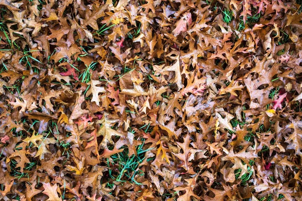 Abgefallene Trockene Blätter Von Quercus Rubra Oder Nördlicher Roteiche Liegen — Stockfoto