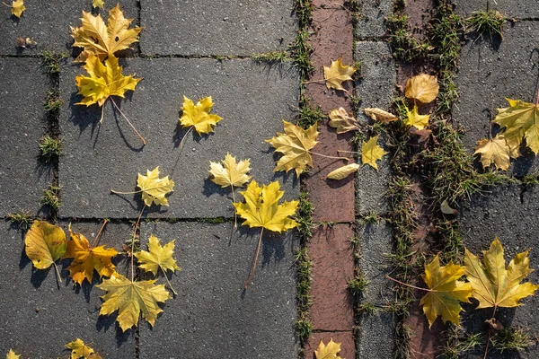 Einem Sonnigen Herbstmorgen Fallen Gelbe Ahorn Und Espenblätter Auf Den — Stockfoto