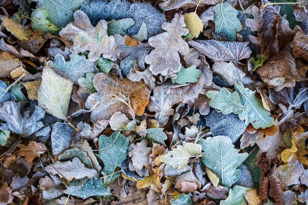 Bunte Abgefallene Blätter Raureif Frostiger Herbstmorgen Flatley Kopierraum Nahaufnahme — Stockfoto