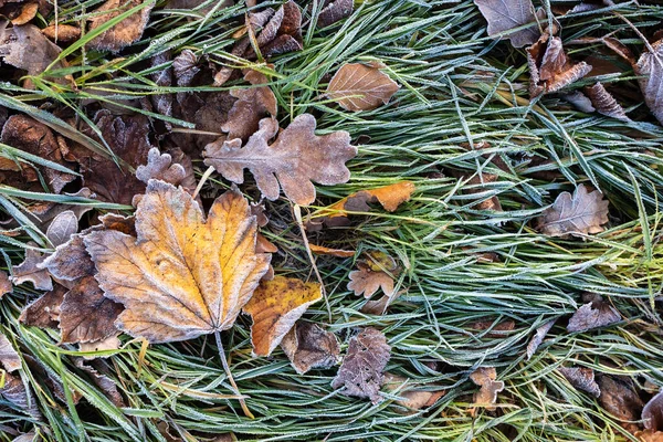 Gefallenes Laub Auf Grünem Gras Raureif Frostiger Herbstmorgen Flatley Kopierraum — Stockfoto