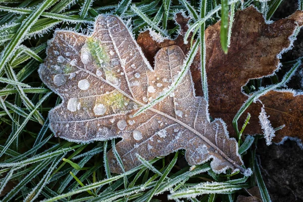 秋の霜の朝 緑の草の上に落ちたオークの葉 フラトリー 美しい背景 — ストック写真