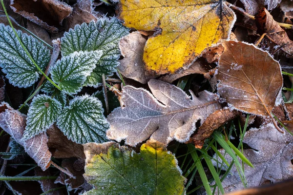 Падшие Листья Маленькая Зеленая Крапива Инею Холодным Осенним Утром Флэтли — стоковое фото