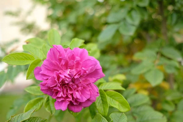 Rosa Damascena Flor Contra Fundo Folhas Verdes Dia Outono Vista — Fotografia de Stock