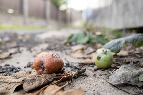Upadłe Jabłko Chodniku Jesienny Dzień Widok Dolny — Zdjęcie stockowe