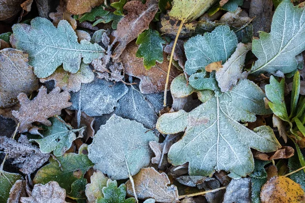 Multicolored Fallen Leaves Hoarfrost Frosty Autumn Morning Flatley Copy Space — Stock Photo, Image
