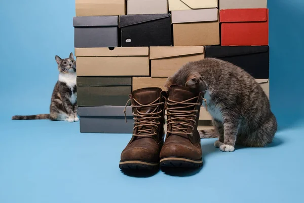 Par Gatos Curiosos Enfiando Cabeça Sapato Outro Olhando Com Interesse — Fotografia de Stock