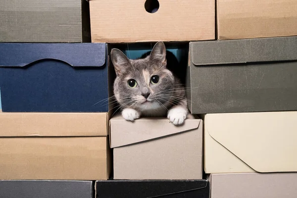 Кошка Прячется Коробках Обуви Концепция Развлечений Домашних Животных Продажи Обуви — стоковое фото