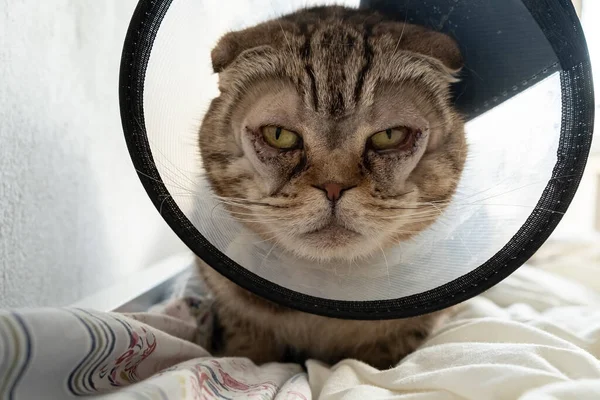 Gözlerinden Ameliyat Sonrası Üzgün Kedi Göz Kapaklarında Dikişler Elizabeth Dönemi — Stok fotoğraf
