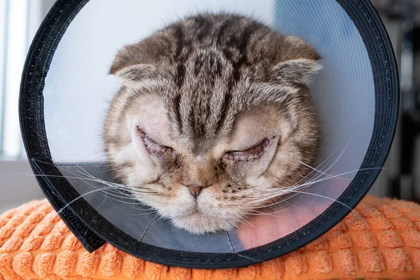 Kočka Operací Očích Stehy Dolních Víčkách Alžbětinském Límci Bilaterální Entropie — Stock fotografie