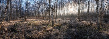 Ağaçlar ve çimenler kırağı kaplamış, ormanda, sabahın erken saatlerinde.