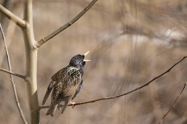 Sığırcık bir ağaç dalında otururken bulanık bir arka planda şarkı söyler.