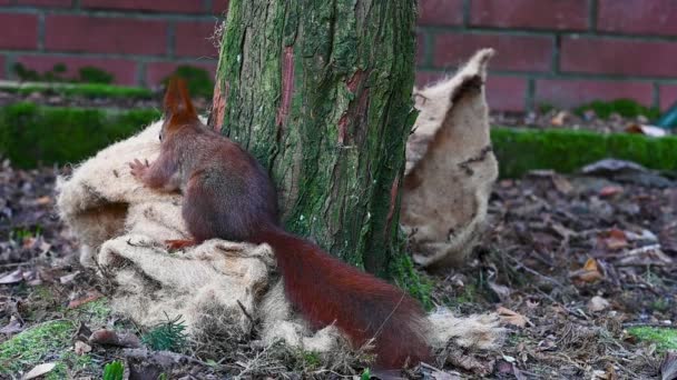 Red Squirrel Collecting Nesting Material Isolation Mat — Vídeos de Stock