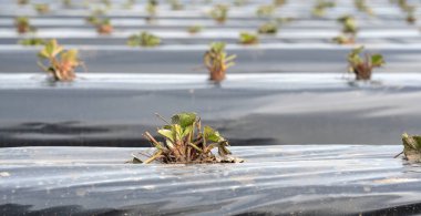 Almanya 'da çilek tarlası. Plastik bir muşambayla kaplanmış sıralara yerleştirilmiş tohumlar..