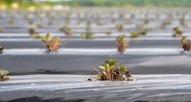 Almanya 'da çilek tarlası. Plastik bir muşambayla kaplanmış sıralara yerleştirilmiş tohumlar..
