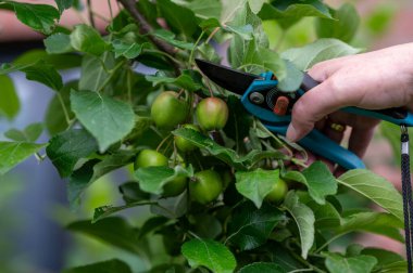 İlkbaharın sonlarında elma ağacının elmalarını inceltiyorum..  