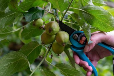 İlkbaharın sonlarında elma ağacının elmalarını inceltiyorum..  