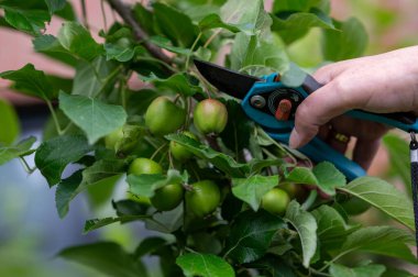 İlkbaharın sonlarında elma ağacının elmalarını inceltiyorum..  