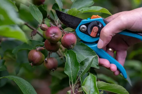 stock image Thinning out apples of a apple tree in late spring.  