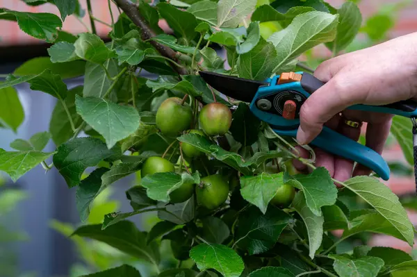 stock image Thinning out apples of a apple tree in late spring.  