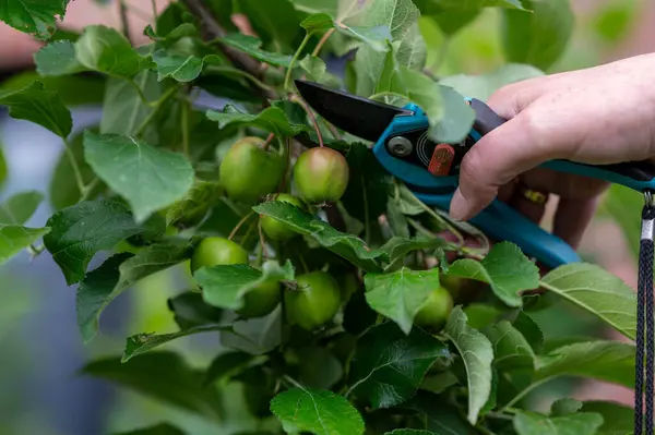 stock image Thinning out apples of a apple tree in late spring.  