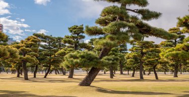 Tokyo, Japonya 'daki İmparatorluk Sarayı bahçesinde çam ağaçları..