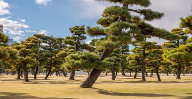 Pine trees in the imperial palace garden in Tokyo, Japan. clipart