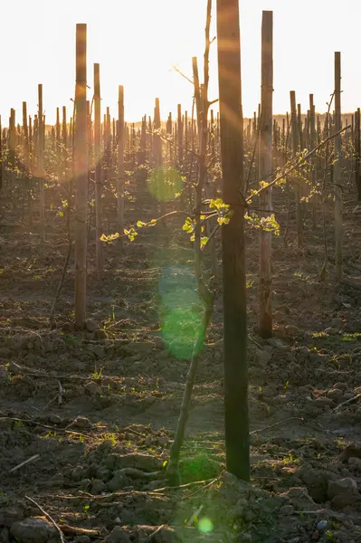 Almanya 'nın' Altes Land 'adlı büyük bir meyve bahçesine yeni ekilmiş elma ağaçları.