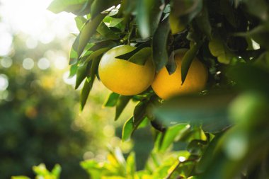 Sabah, yeşil ağaçların arka planında, olgun limon bahçesine yakın bir yerde. yüksek kalite