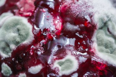 Beyaz küfle kaplanmış bozulmuş organik bir yüzeyin makro yapısı.