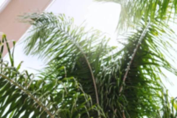 Blurry Closeup Shot Palm Branches Thick Green Leaves Building Wall — Stock Photo, Image