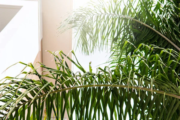 Крупним Планом Знімок Пальмових Гілок Товстим Зеленим Листям Біля Стіни — стокове фото