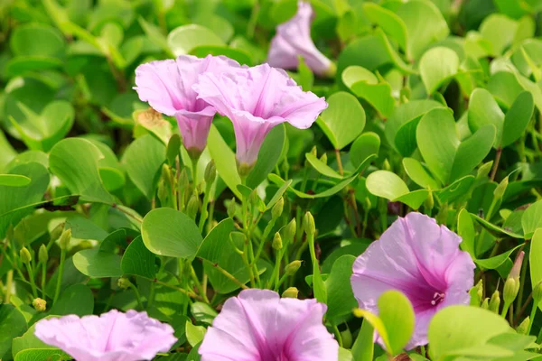 Крупный План Цветущих Розовых Цветов Утренней Славы Растущих Зеленом Лугу — стоковое фото