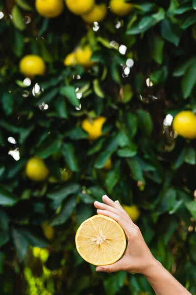 Stock image Woman holds half of a juicy lemon in her hand on blurry lemon tree background.