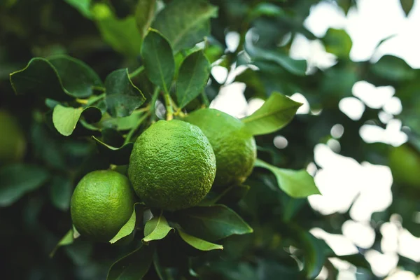 Closeup Ripe Green Lemons Small Evergreen Tree — Stock Photo, Image
