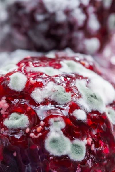 Beyaz Küfle Kaplanmış Bozulmuş Organik Bir Yüzeyin Makro Yapısı — Stok fotoğraf