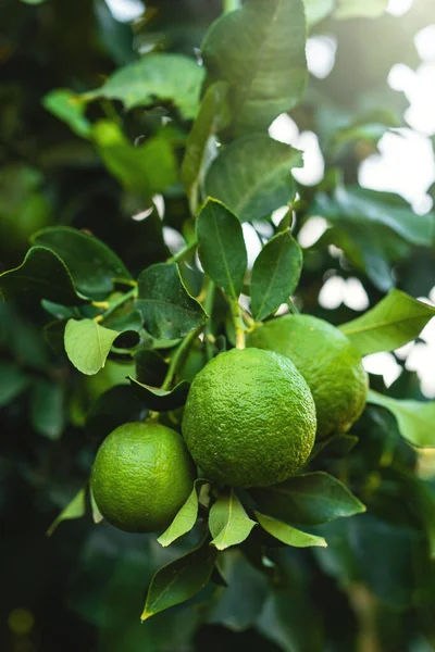 Closeup Ripe Green Lemons Small Evergreen Tree — Stock Photo, Image