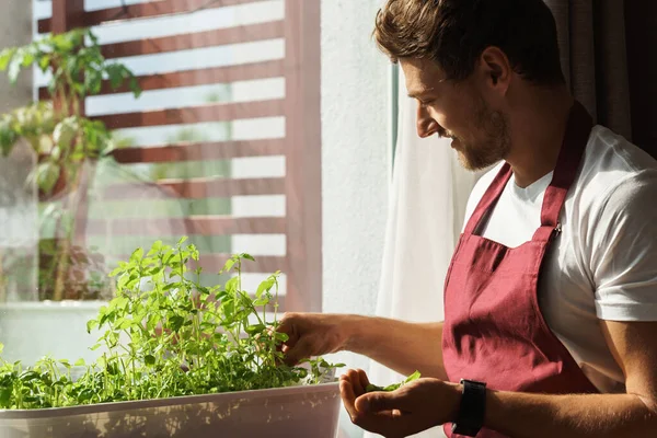 Stock image Young smiling bearded man harvests fresh home grown basil leaves and holds them in his hand.